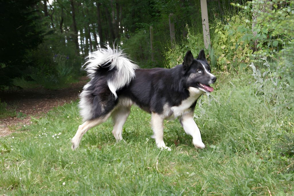 syrdyk sulus Gold rilej