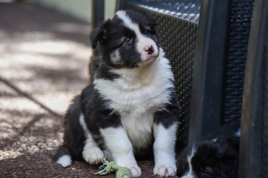 The Brotherhood Of Shadow - Chiots disponibles - Laika de iakoutie