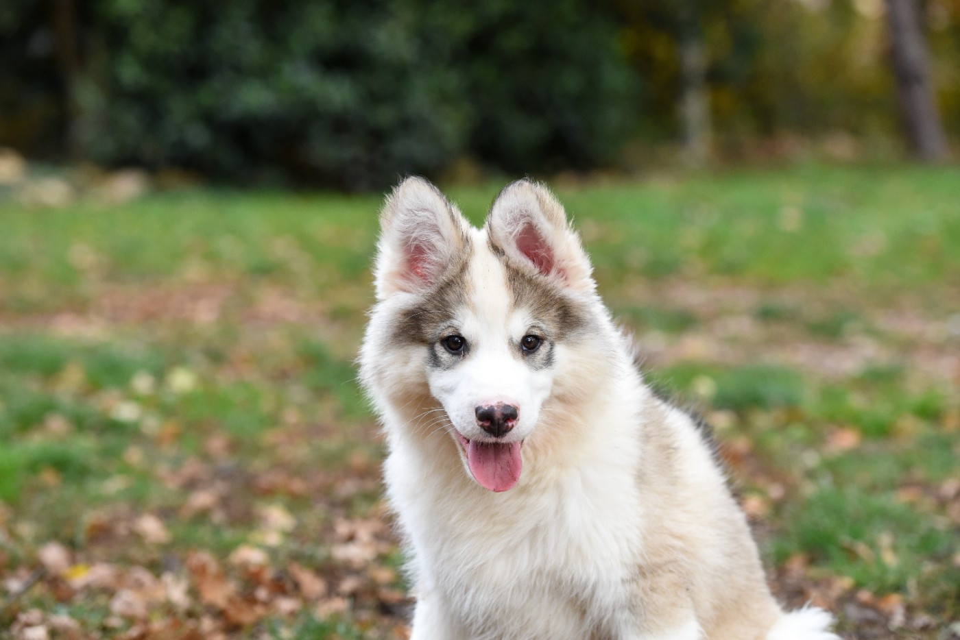 The Brotherhood Of Shadow - Chiots disponibles - Laika de iakoutie