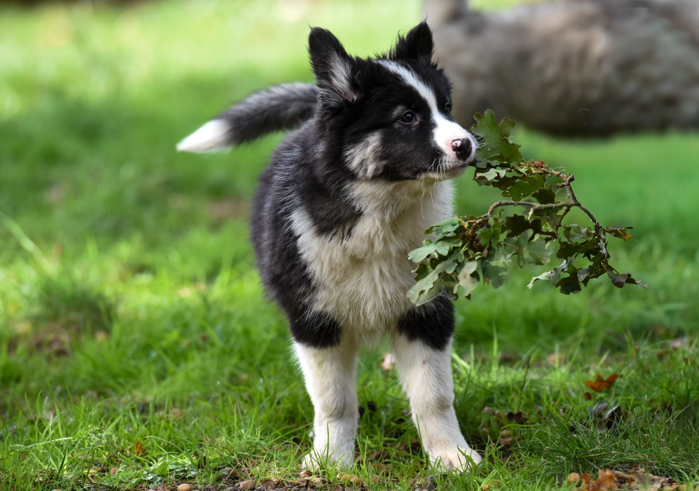 The Brotherhood Of Shadow - Chiots disponibles - Laika de iakoutie