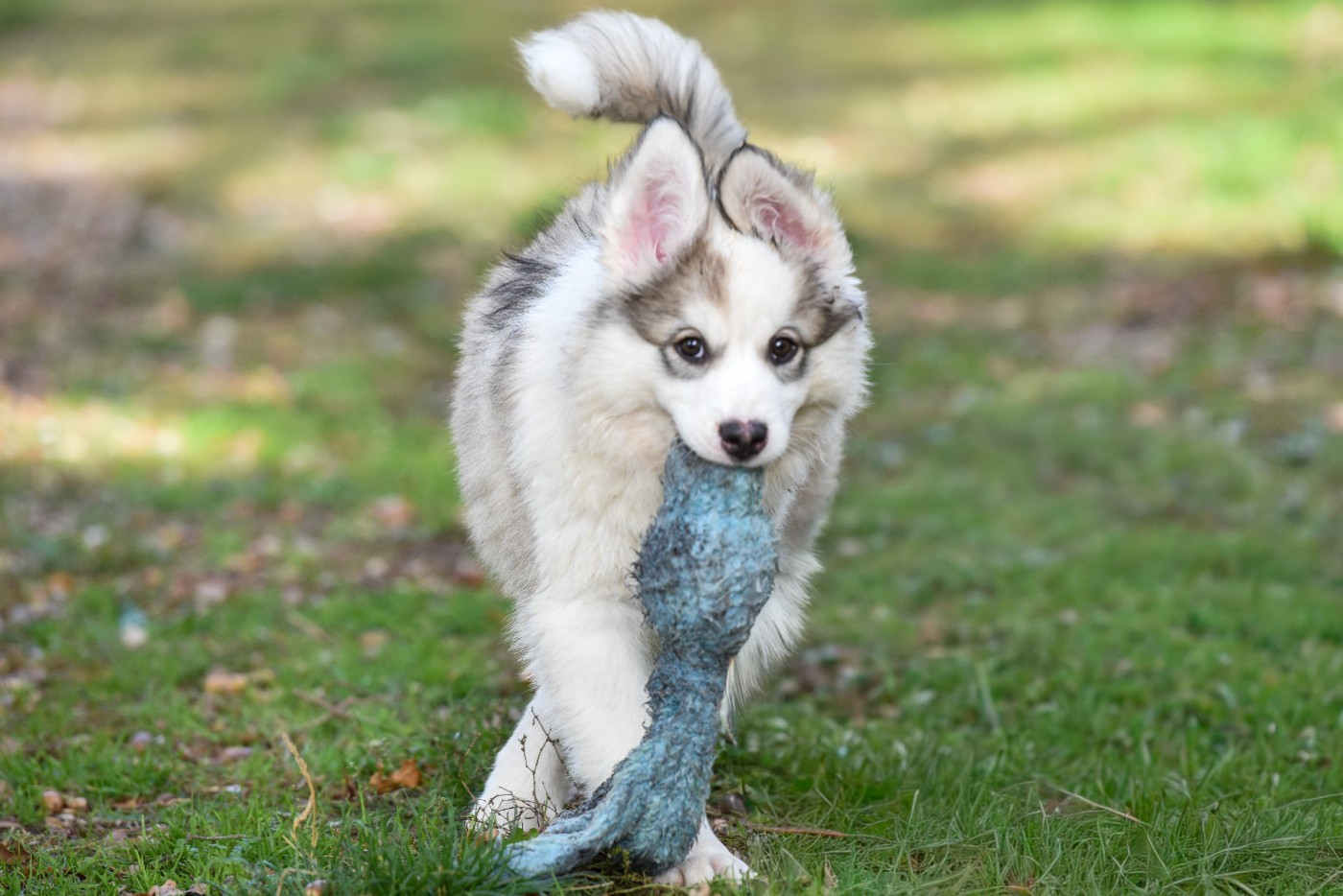 The Brotherhood Of Shadow - Chiots disponibles - Laika de iakoutie