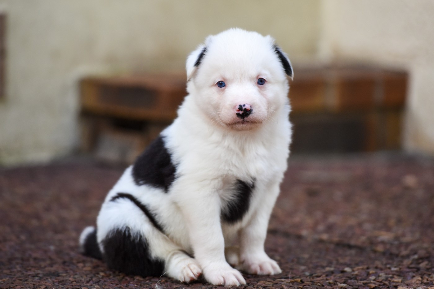 The Brotherhood Of Shadow - Chiots disponibles - Laika de iakoutie