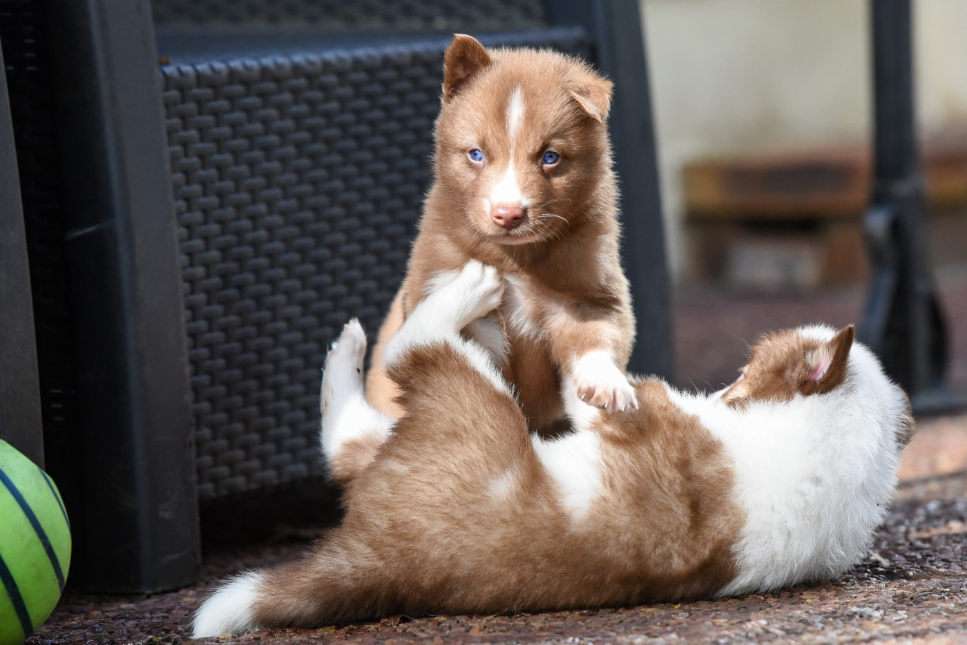 The Brotherhood Of Shadow - Chiots disponibles - Laika de iakoutie
