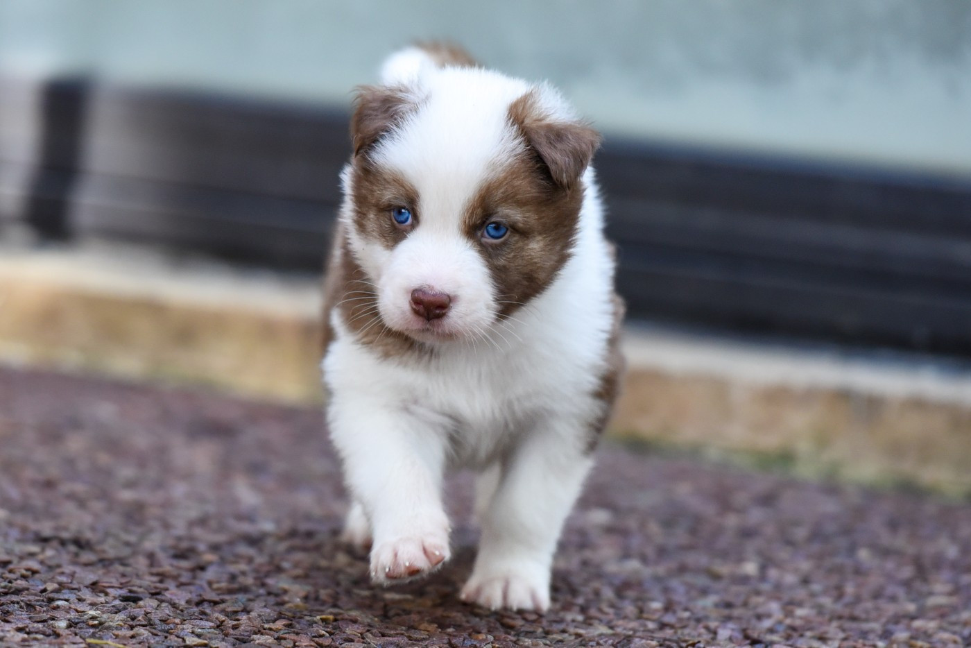 The Brotherhood Of Shadow - Chiots disponibles - Laika de iakoutie