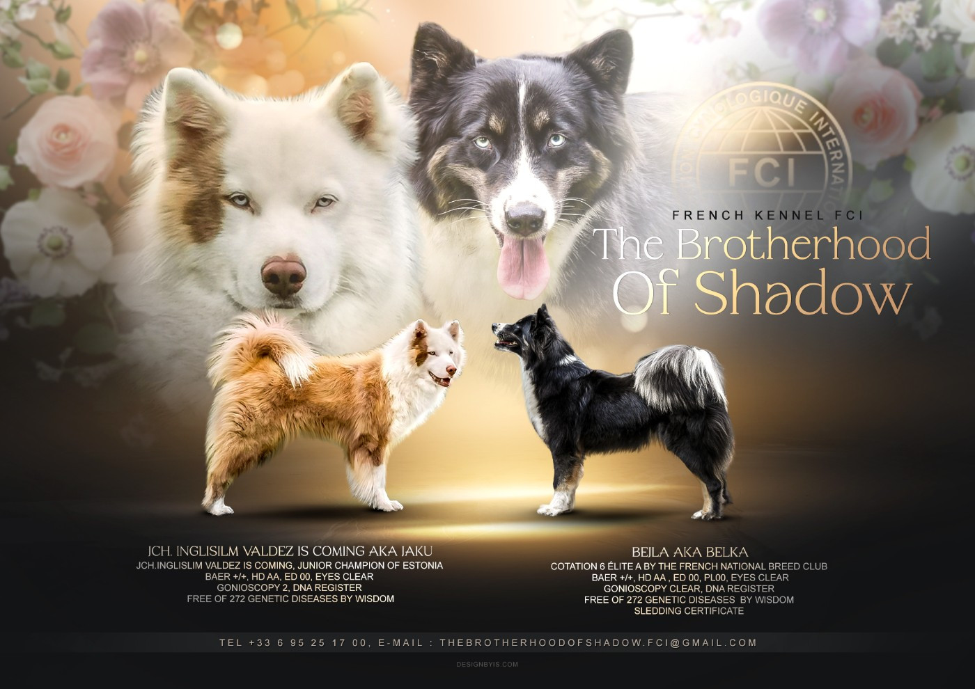 Chiot Laika de iakoutie The Brotherhood Of Shadow