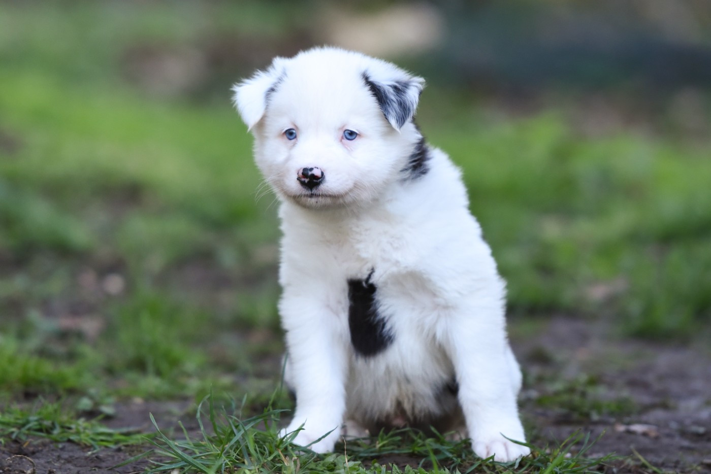 The Brotherhood Of Shadow - Chiots disponibles - Laika de iakoutie