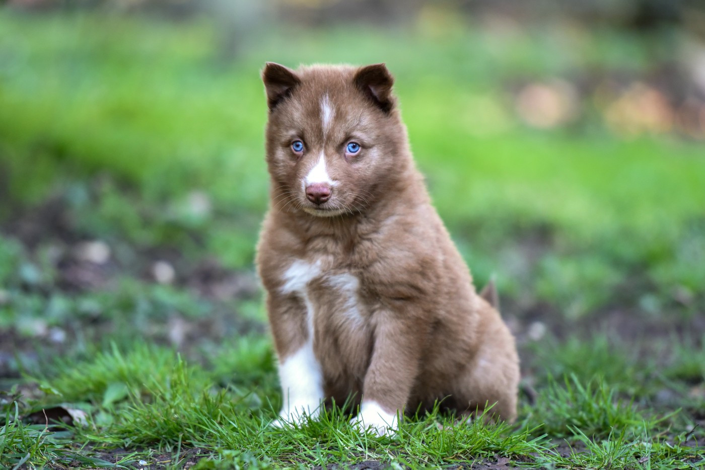 The Brotherhood Of Shadow - Chiots disponibles - Laika de iakoutie
