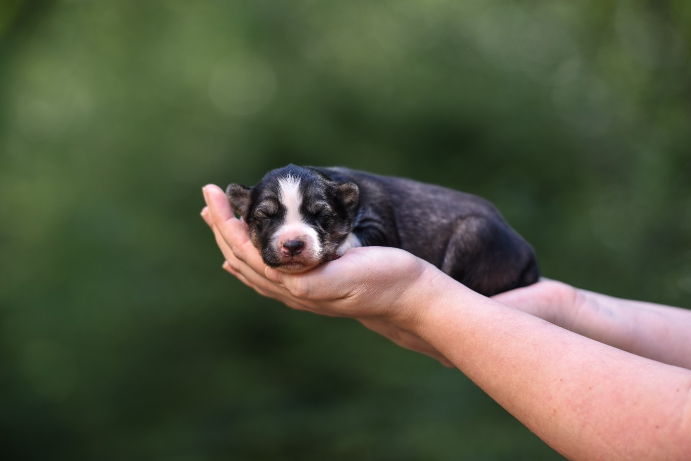 The Brotherhood Of Shadow - Chiots disponibles - Laika de iakoutie