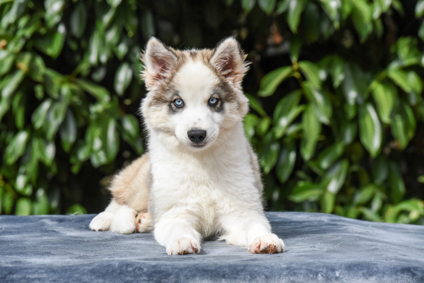 The Brotherhood Of Shadow - Chiots disponibles - Laika de iakoutie