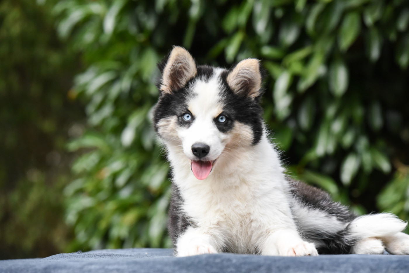 The Brotherhood Of Shadow - Chiots disponibles - Laika de iakoutie
