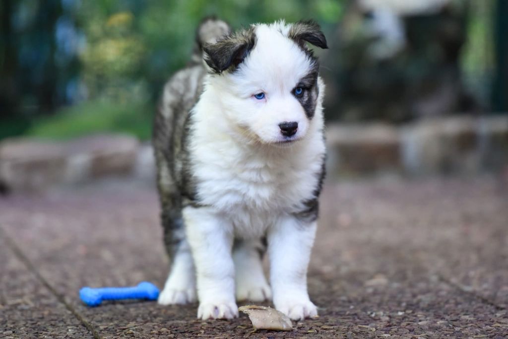 The Brotherhood Of Shadow - Chiots disponibles - Laika de iakoutie