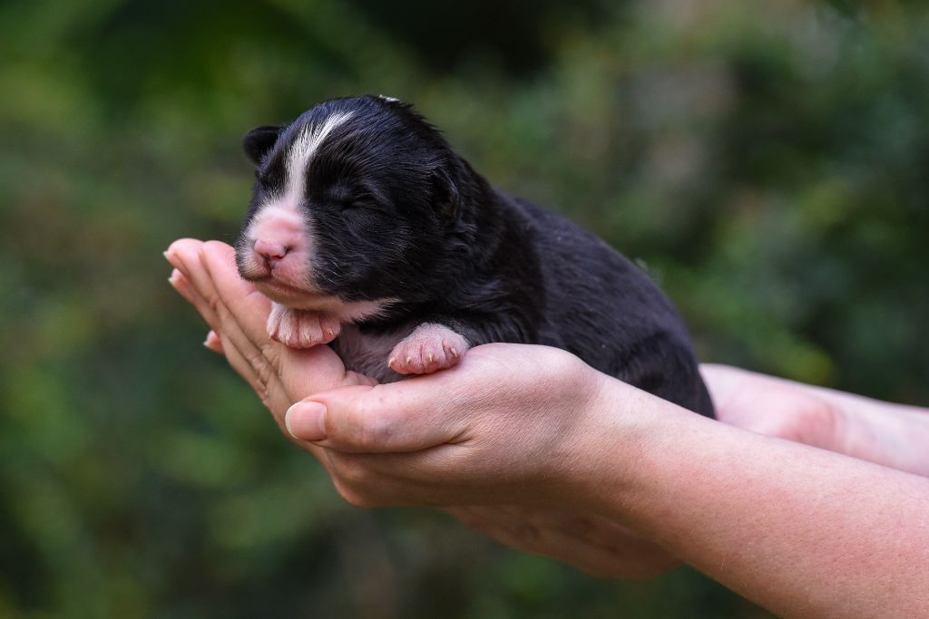 The Brotherhood Of Shadow - Chiots disponibles - Laika de iakoutie