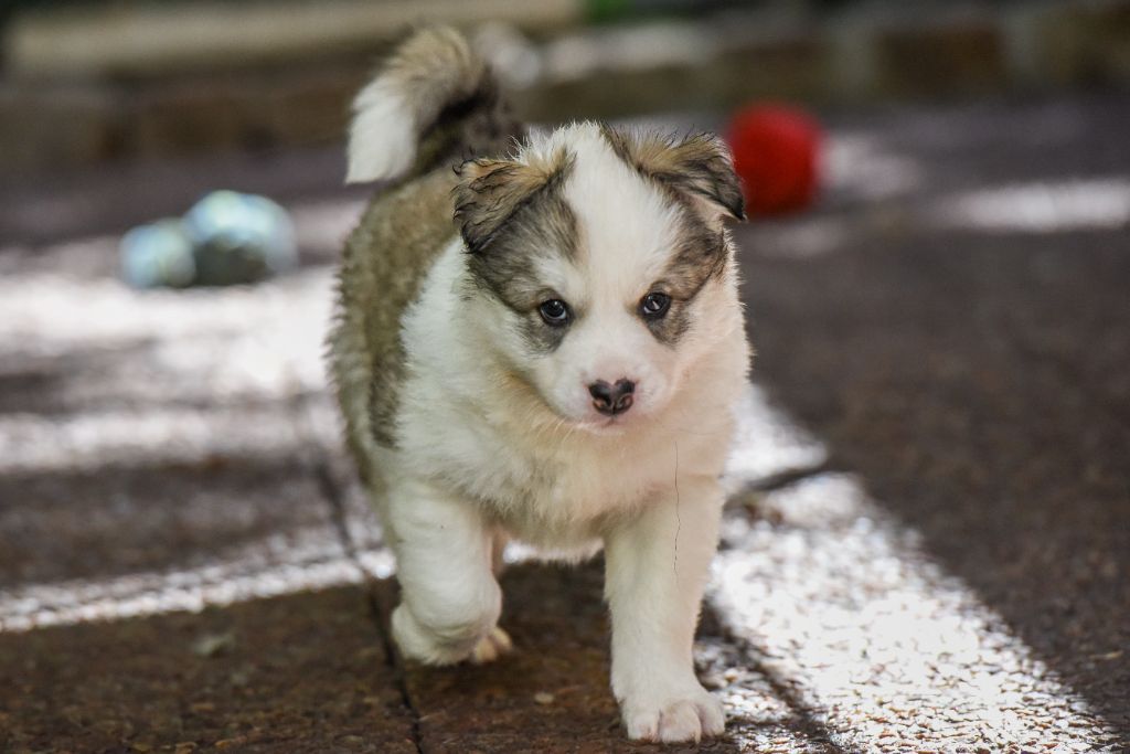 The Brotherhood Of Shadow - Chiots disponibles - Laika de iakoutie