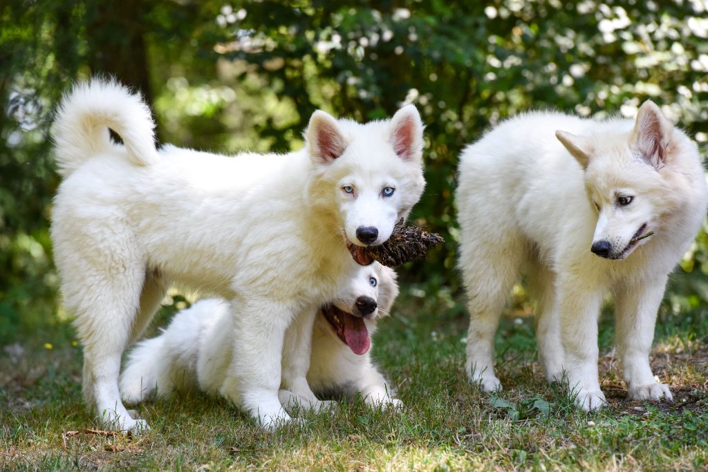 The Brotherhood Of Shadow - Chiots disponibles - Laika de iakoutie