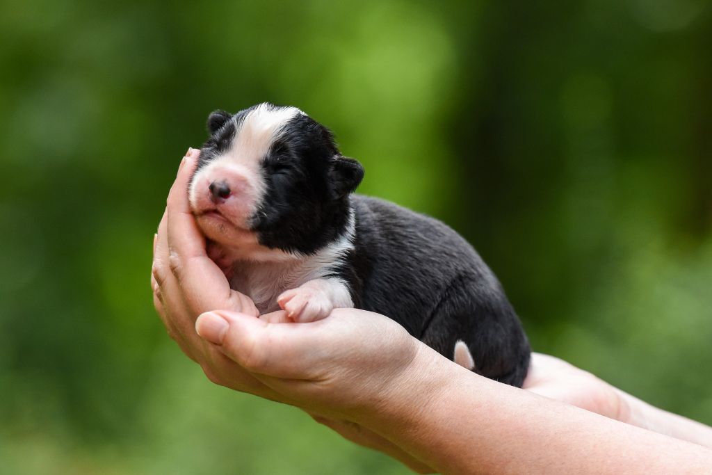 The Brotherhood Of Shadow - Chiots disponibles - Laika de iakoutie