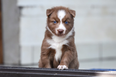 Belle a croquer yuka