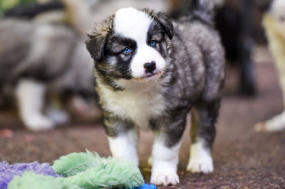 Archer guardian Nazuri