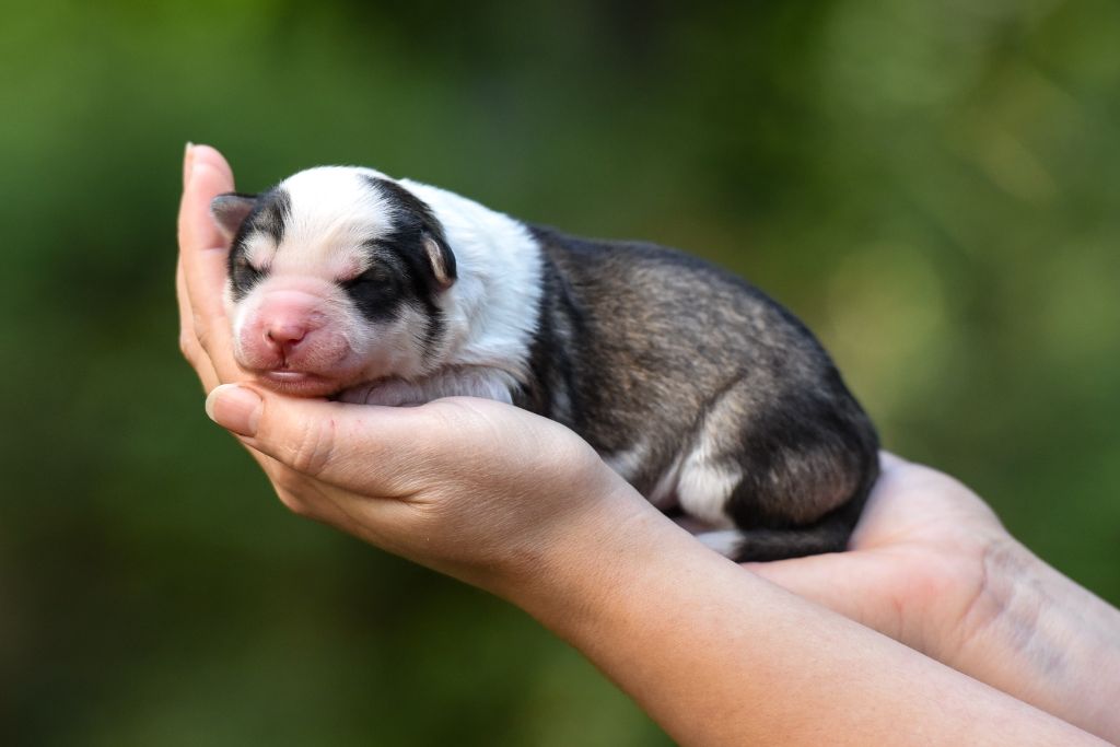 The Brotherhood Of Shadow - Chiots disponibles - Laika de iakoutie