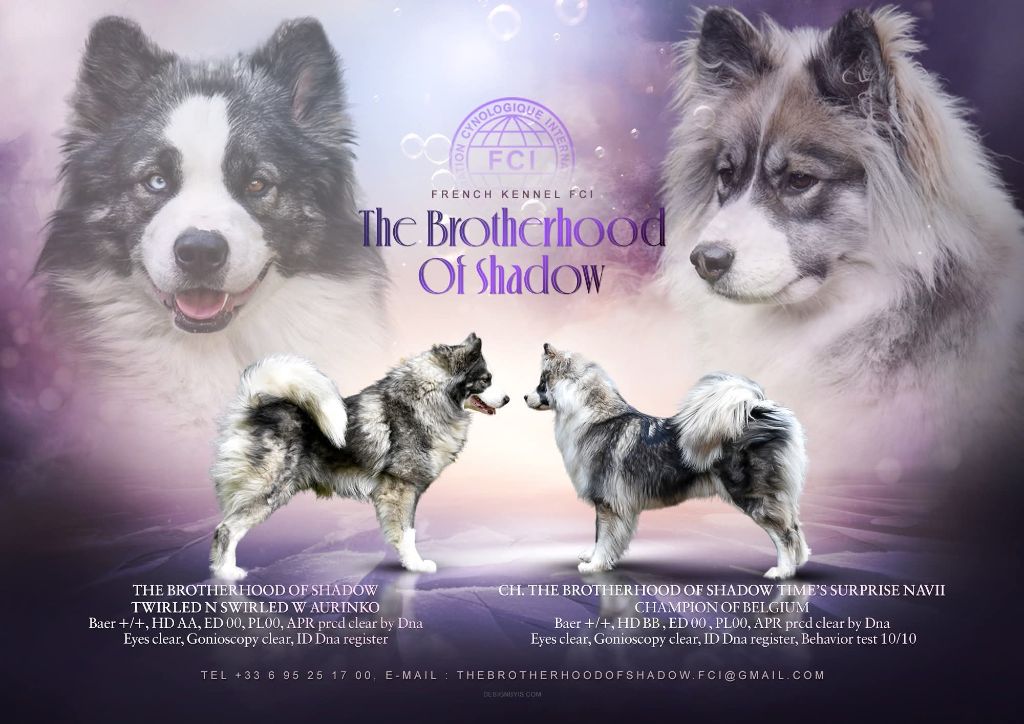 Chiot Laika de iakoutie The Brotherhood Of Shadow