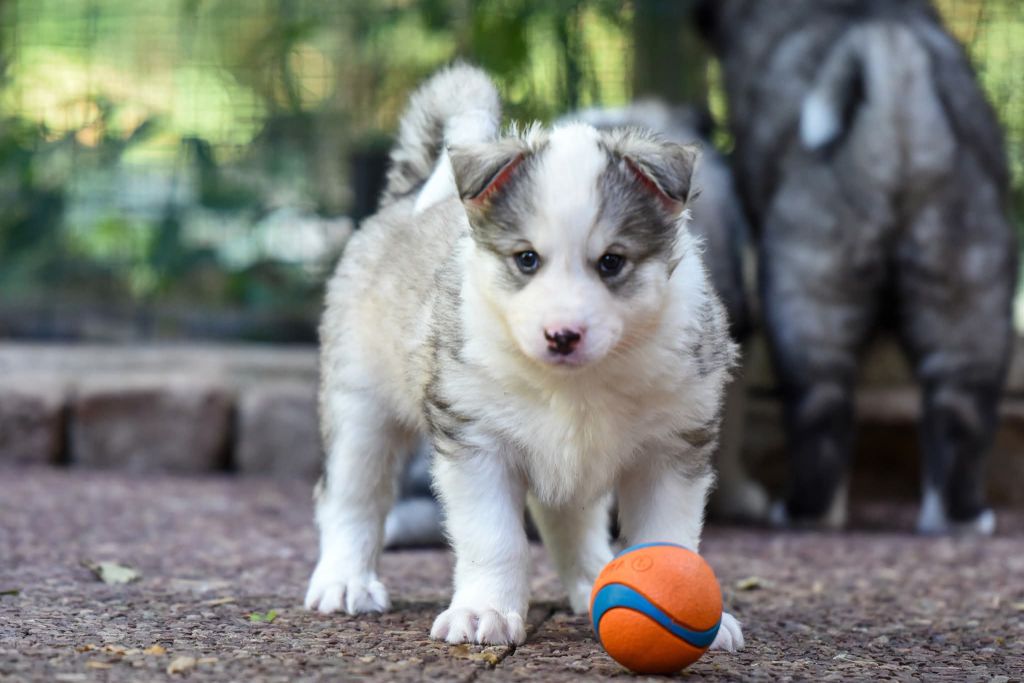 The Brotherhood Of Shadow - Chiots disponibles - Laika de iakoutie