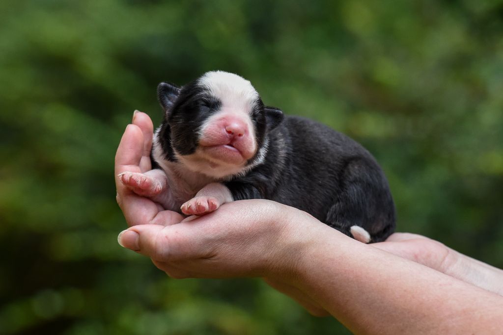 The Brotherhood Of Shadow - Chiots disponibles - Laika de iakoutie