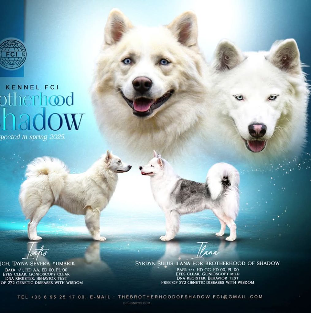 Chiot Laika de iakoutie The Brotherhood Of Shadow