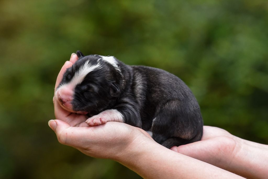 The Brotherhood Of Shadow - Chiots disponibles - Laika de iakoutie